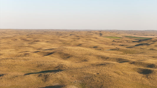 Sandhills - Open Pasture